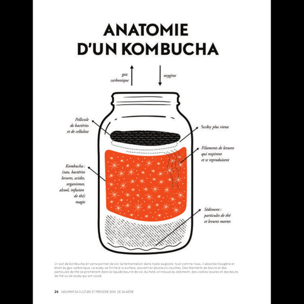 Révolution Kombucha extrait - ilustration kombucha