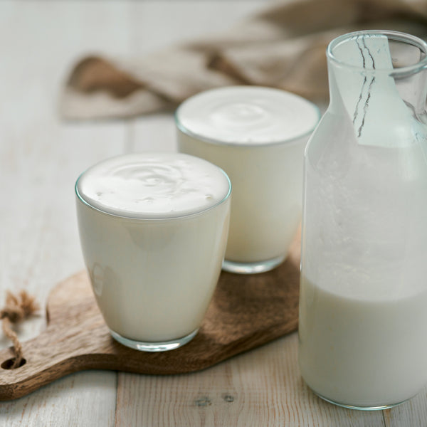 Ferment lactique végétal pour yaourt végan