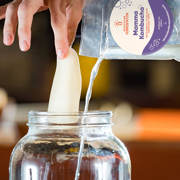 Mère de kombucha et sa culture liquide