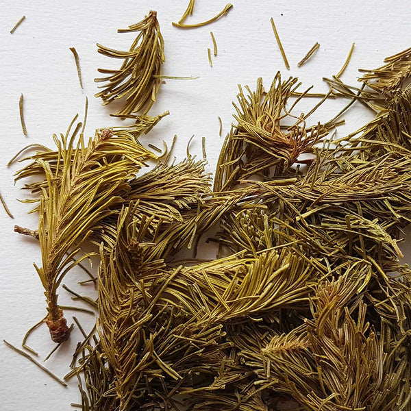 bourgeons de sapin baumier pour infusion