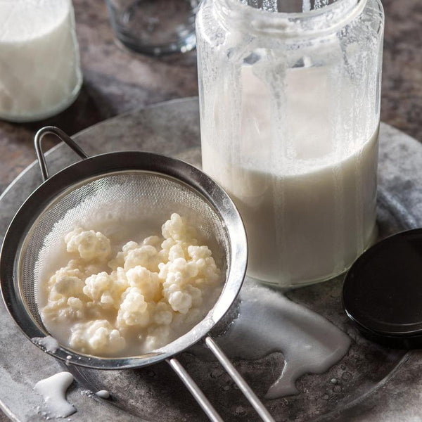 Grains de kéfir de lait frais